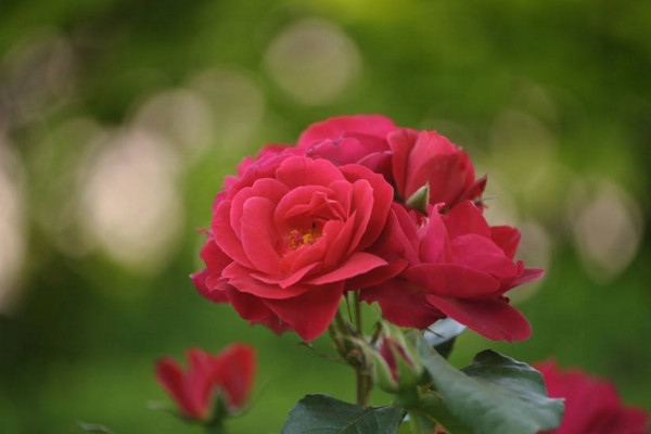 月季花長(zhǎng)了綠色的蟲(chóng)子