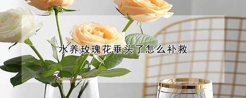水養(yǎng)玫瑰花垂頭了怎么補救