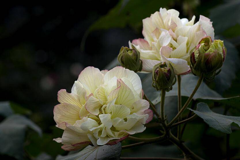 芙蓉花怎么修剪，春天和秋天剪是最好的