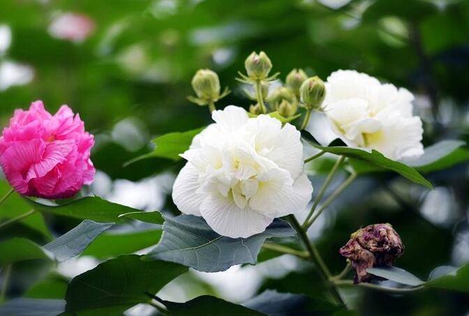 芙蓉花怎么修剪，春天和秋天剪是最好的