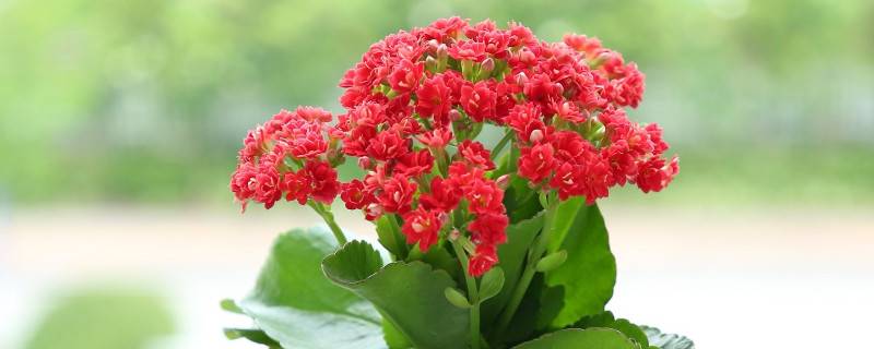 長(zhǎng)壽花冬天開花嗎