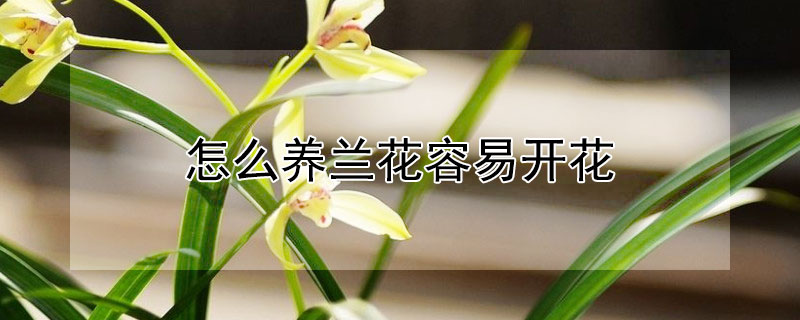 怎么養(yǎng)蘭花容易開花
