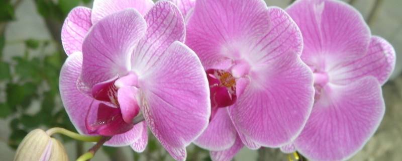 蝴蝶蘭水養(yǎng)殖怎么施肥