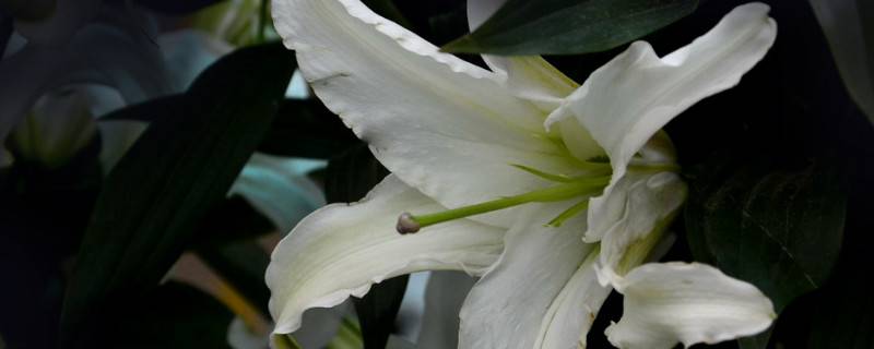 百合花長(zhǎng)太高怎么辦