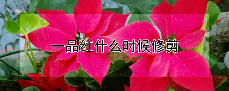 一品紅什么時(shí)候修剪