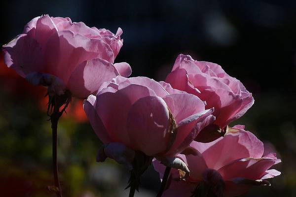 玫瑰花怎么養(yǎng)才不會枯萎
