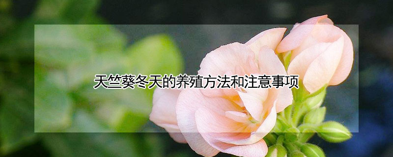 天竺葵冬天的養(yǎng)殖方法和注意事項