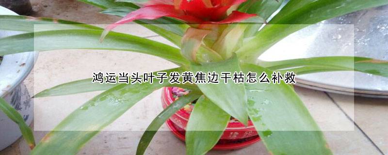 鴻運(yùn)當(dāng)頭葉子發(fā)黃焦邊干枯怎么補(bǔ)救