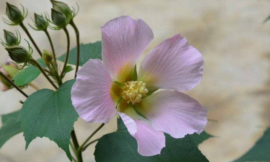 芙蓉花怎么修剪，春天和秋天剪是最好的