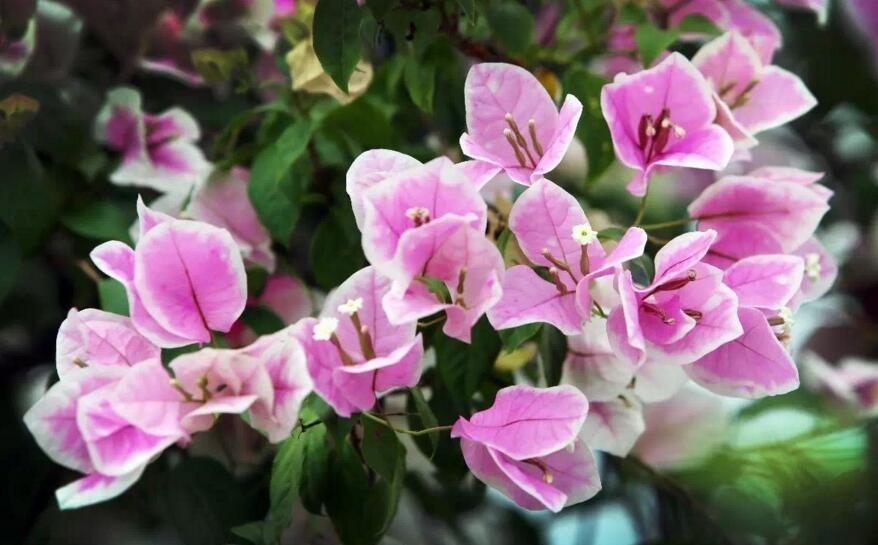 三角梅花期什么時候，養(yǎng)的好一年四季都可以開花