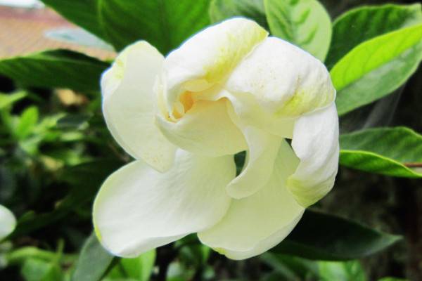 梔子花春節(jié)能開花嗎