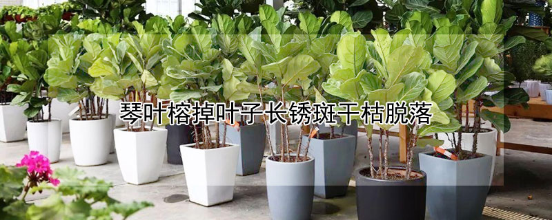 琴葉榕掉葉子長銹斑干枯脫落
