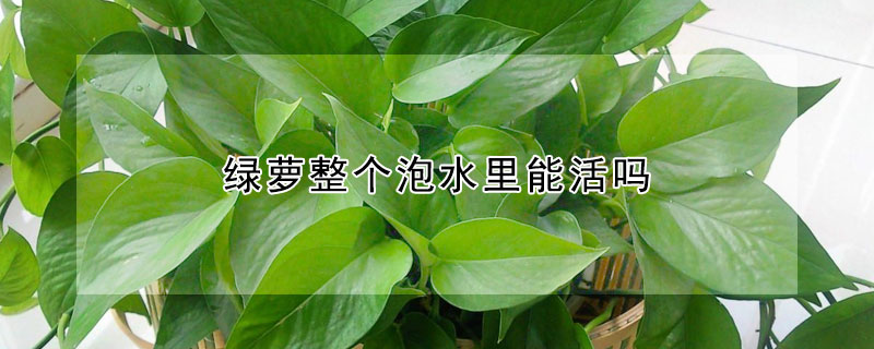 綠蘿整個(gè)泡水里能活嗎