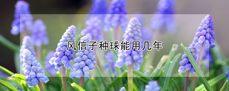 風(fēng)信子種球能用幾年