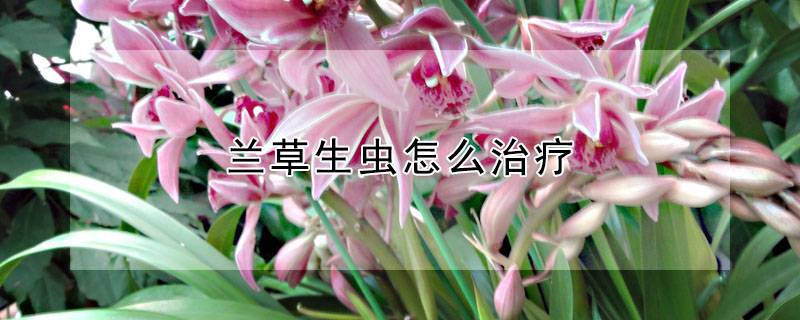 蘭草生蟲怎么治療