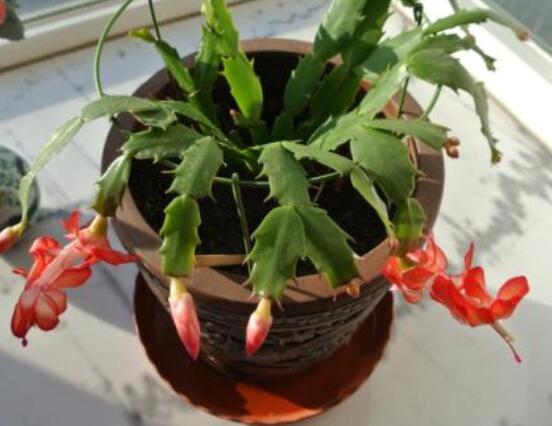 蟹爪蘭冬天能開花嗎，冬季做好六點(diǎn)養(yǎng)護(hù)措施便可花開爆盆