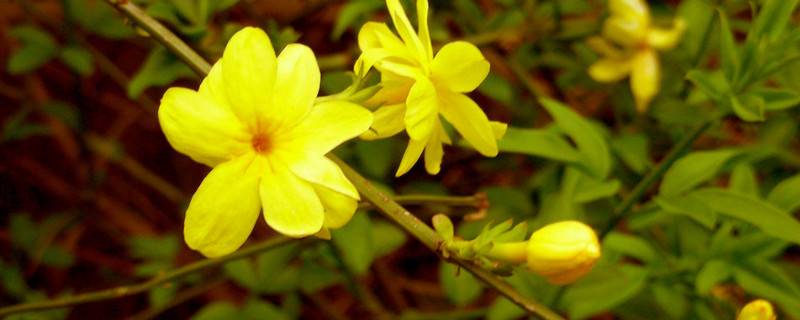 迎春花盆栽夏天怕曬嗎