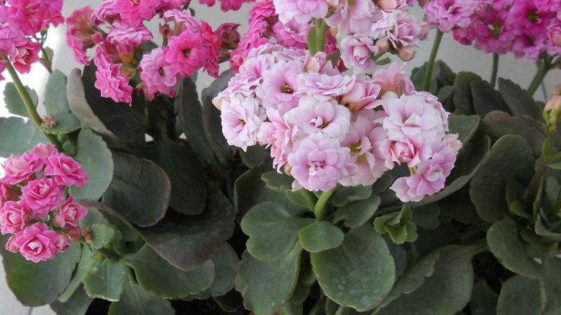 長(zhǎng)壽花葉邊發(fā)紅是怎么回事