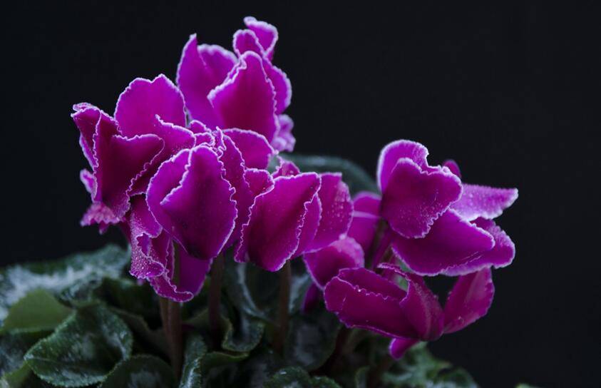 仙客來幾月份開花，集中在冬天這個(gè)季節(jié)開花