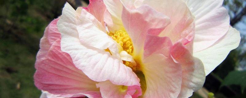 芙蓉花長(zhǎng)在水里嗎