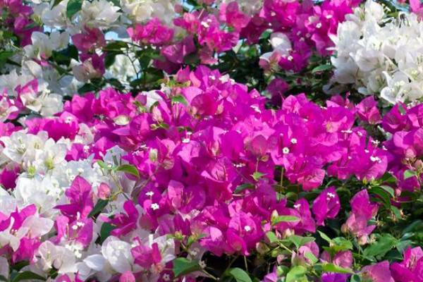 三角梅什么時候發(fā)芽