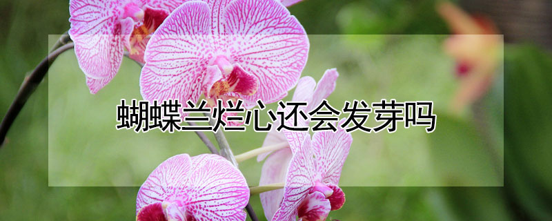 蝴蝶蘭爛心還會發(fā)芽嗎