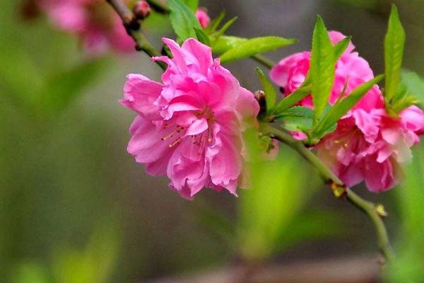 櫻花樹(shù)幾年才能長(zhǎng)大