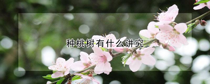 種桃樹(shù)有什么講究