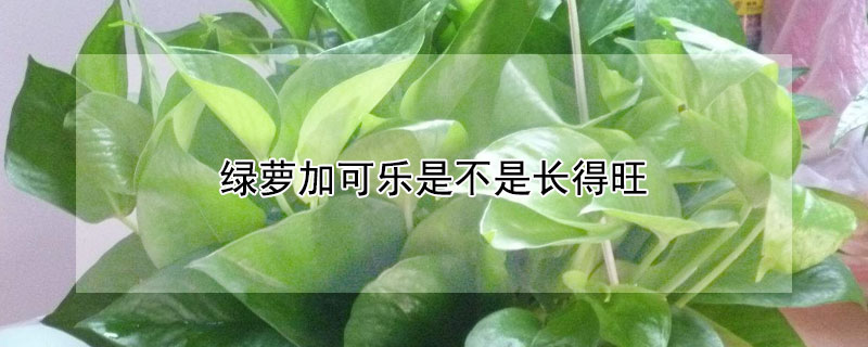 綠蘿加可樂(lè)是不是長(zhǎng)得旺