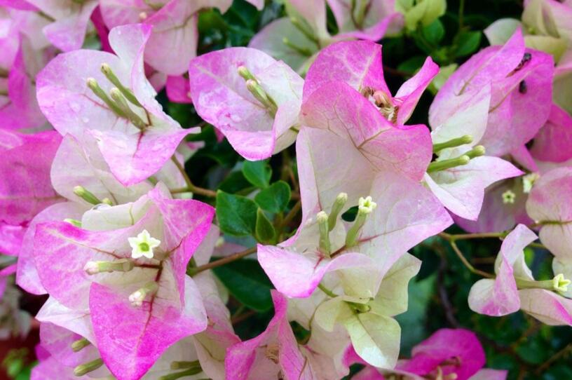 三角梅花期什么時候，養(yǎng)的好一年四季都可以開花