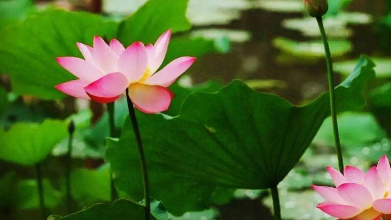 池塘荷花怎么種