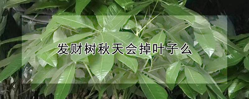 發(fā)財樹秋天會掉葉子么
