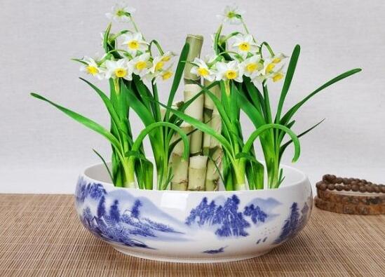 水仙花三大培植方法，介紹三種種植方法(土培/水培/沙培)