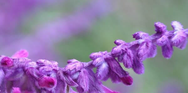 鼠尾草的花語(yǔ)
