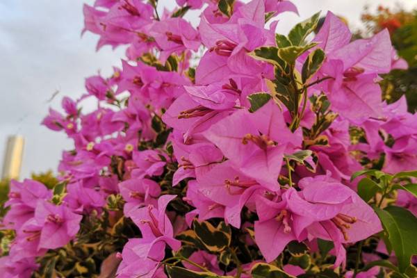 三角梅光長(zhǎng)葉不開花怎么辦