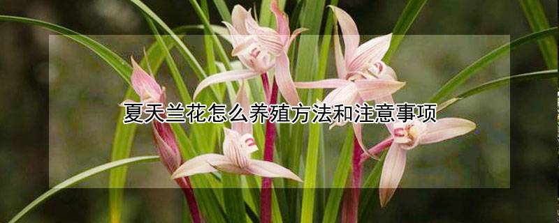 夏天蘭花怎么養(yǎng)殖方法和注意事項