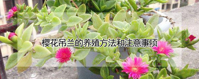 櫻花吊蘭的養(yǎng)殖方法和注意事項
