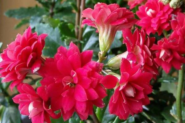 長壽花秋季怎么修剪