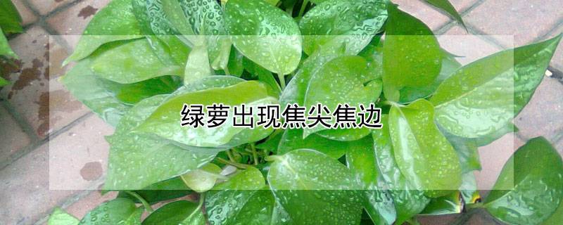綠蘿出現(xiàn)焦尖焦邊