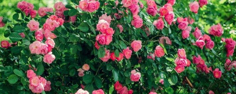 薔薇怎么養(yǎng)
