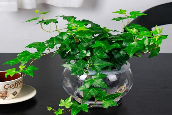 夏天常春藤怎么養(yǎng)，常春藤夏季養(yǎng)5大要點
