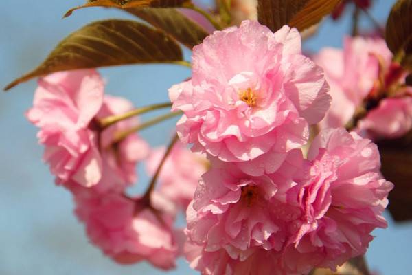 櫻花樹(shù)幾年才能長(zhǎng)大