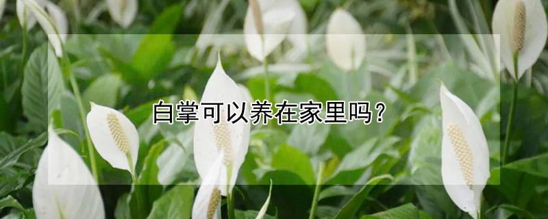 白掌可以養(yǎng)在家里嗎？