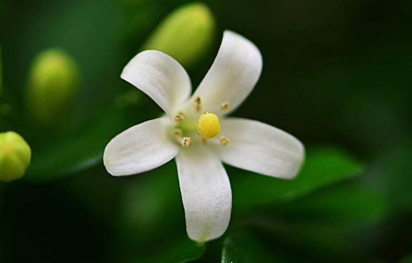 九里香花可以吃嗎，能吃/但是常被當(dāng)做藥物使用