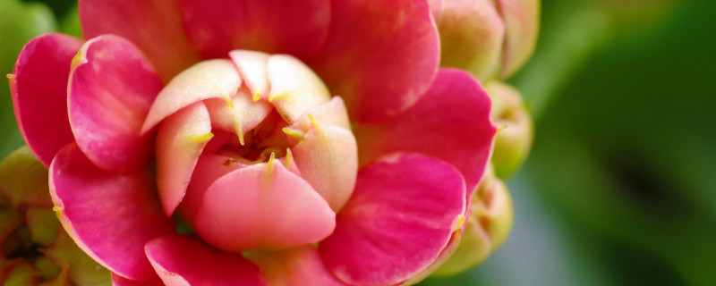 長壽花冬天怎么養(yǎng)才開花