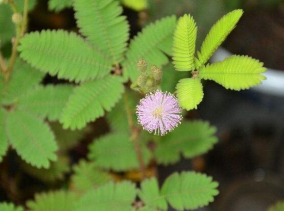 含羞草怎么養(yǎng)開(kāi)花，注意盆土配置、光照充足