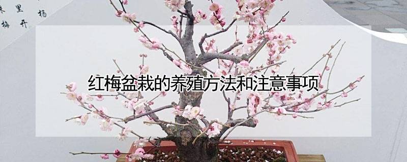 紅梅盆栽的養(yǎng)殖方法和注意事項(xiàng)