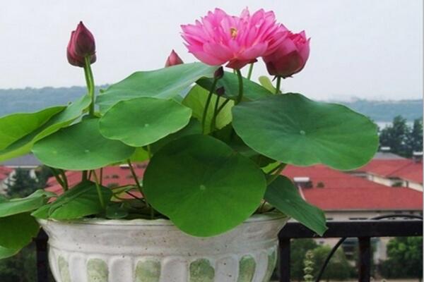 荷花花期怎么養(yǎng)護，保證光照以及養(yǎng)分充足