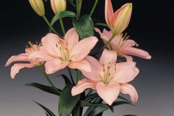 百合只長葉子不長花苞