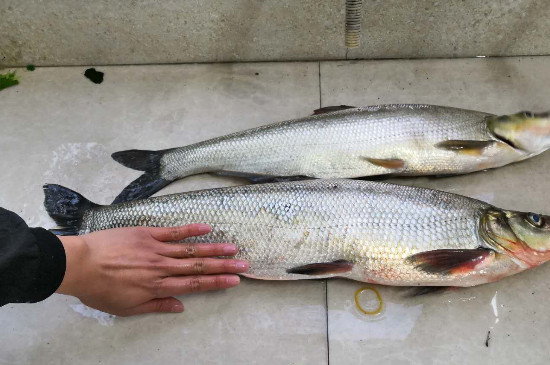 翹嘴魚吃什么食物